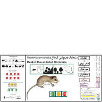 گونه سنجابک دم‌ موشی کپه داغ Masked Mouse-tailed Dormouse